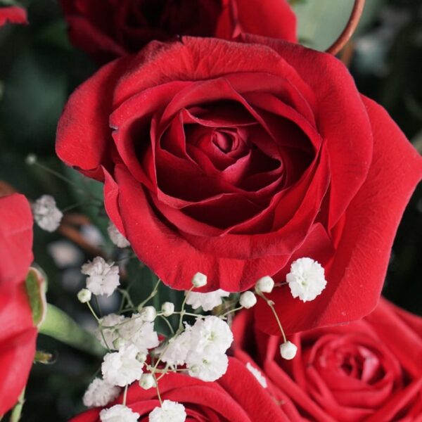 Bouquet de Roses rouges - Le Classique