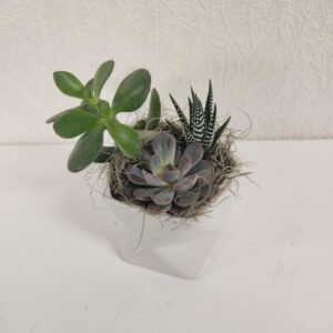 Jardin succulentes Géométrique